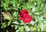 Rose in our garden