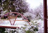 Garden in snow