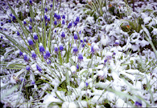 Flowers under snow