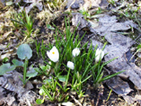 First flowers