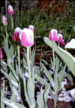 Flowers under snow