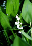 Lily of the valley